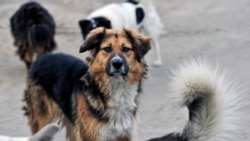 Человек имеет право. Бездомен, усат и очень опасен Человек имеет право. Бездомен, усат и очень опасен