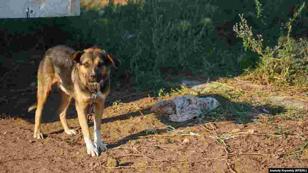 Местный «охранник»