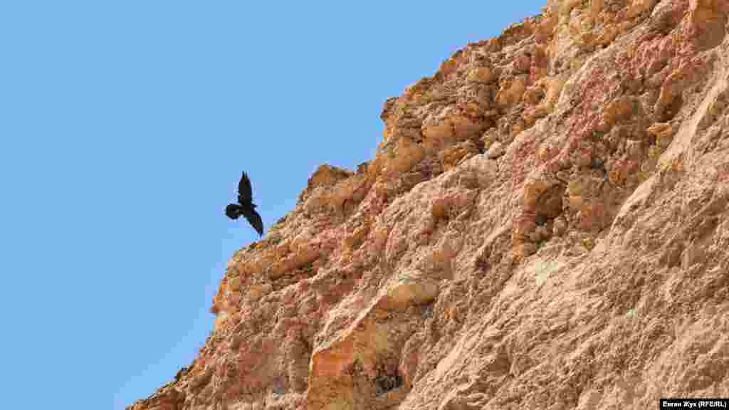 Хищная птица «заходит на посадку»