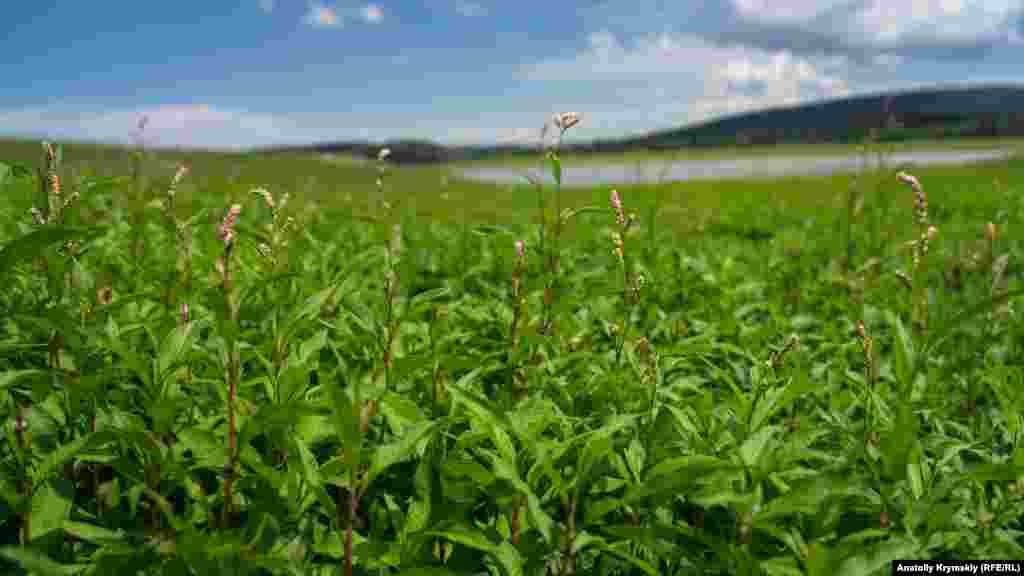 На них преобладает горец перечный – лекарственное растение