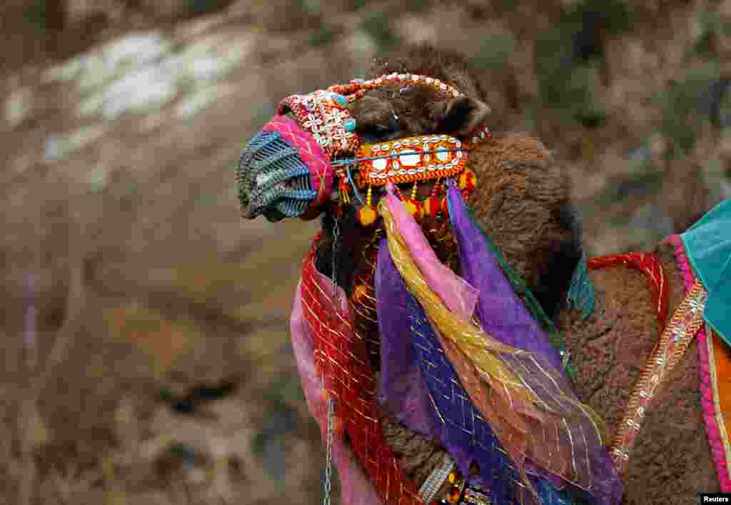 Обычно верблюдов начинают выводить на бой, когда им исполняется десять лет, а период боев для них продолжается еще примерно десять лет 