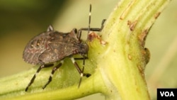 Мраморный клоп (лат. Halyomorpha halys) — насекомое из семейства клопов-щитников