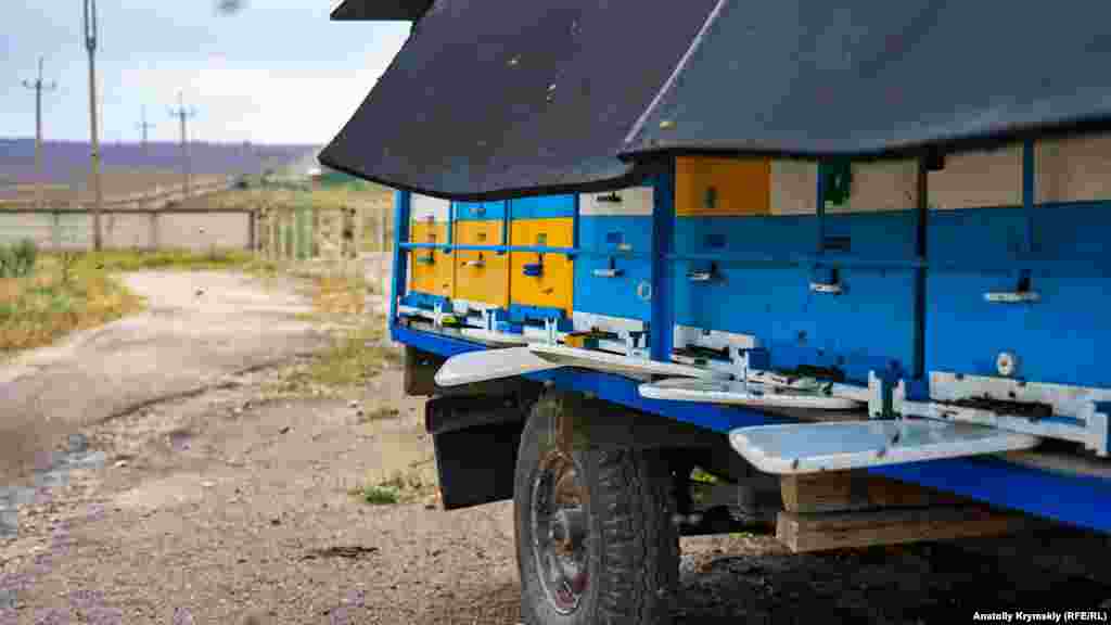 Будущий лавандовый мед 