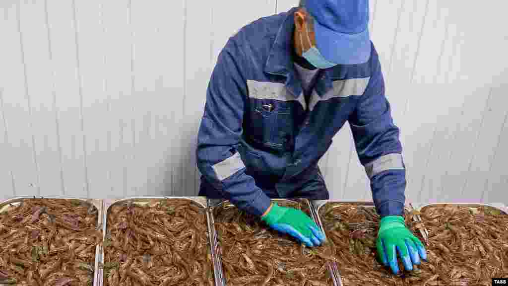 Крымский эколог Маргарита Литвиненко опасалась, что отходы производства, скорее всего, будут поступать в море – вместе с препаратами для стимуляции роста креветок