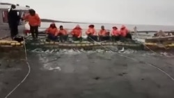 Промышленный лов лососевых в низовьях Амура Промышленный лов лососевых в низовьях Амура