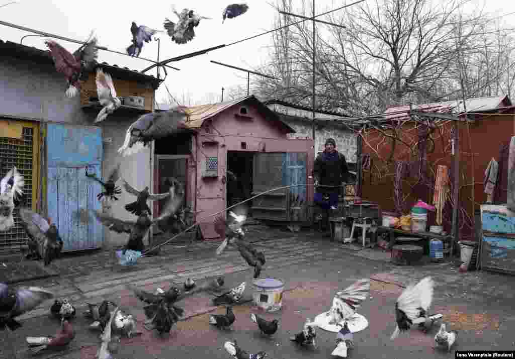 Голуби теж хочуть їсти. На подвір'ї одного із місцевиж жителів Покровська, січень 2025 року