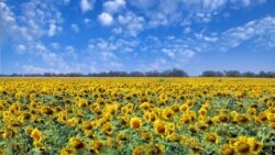 Ваша Свобода | Зеленський обіцяє землю іноземцям не продавати Ваша Свобода | Зеленський обіцяє землю іноземцям не продавати