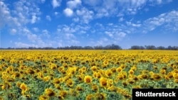 Ілюстративне фото: Соняшник – одна з найпопулярніших аграрних культур в Україні