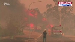П'ять мільйонів гектарів згорілих лісів, 500 мільйонів загиблих тварин – в Австралії не вщухають лісові пожежі (відео) П'ять мільйонів гектарів згорілих лісів, 500 мільйонів загиблих тварин – в Австралії не вщухають лісові пожежі (відео)