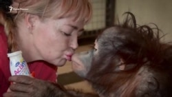 Из цирка в Крым: как приняли малышку орангутана (видео) Из цирка в Крым: как приняли малышку орангутана (видео)