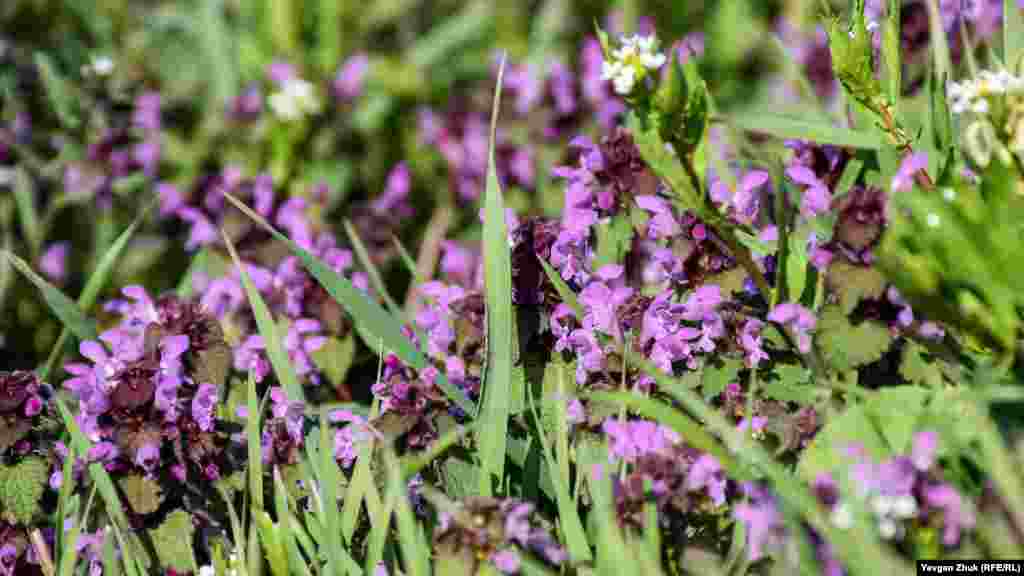 Яснотка пурпурная, ее еще называют красной крапивой и широко используют в народной медицине 