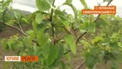 Звідки фрукти у кримському лісі? | Крим.Реалії (відео) Звідки фрукти у кримському лісі? | Крим.Реалії (відео)