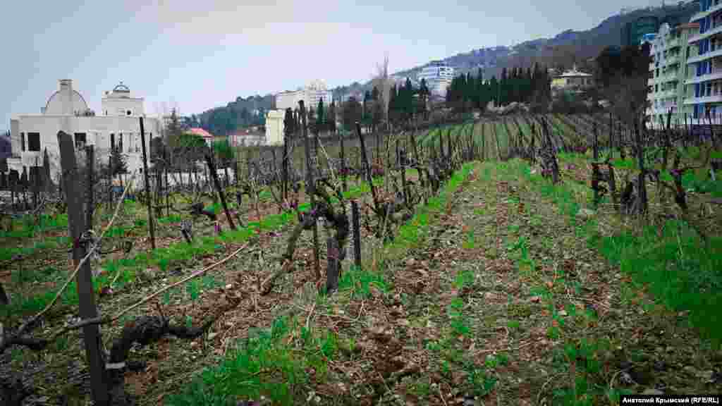 Виноградники «Ливадии» зажаты стройкой «в тиски»