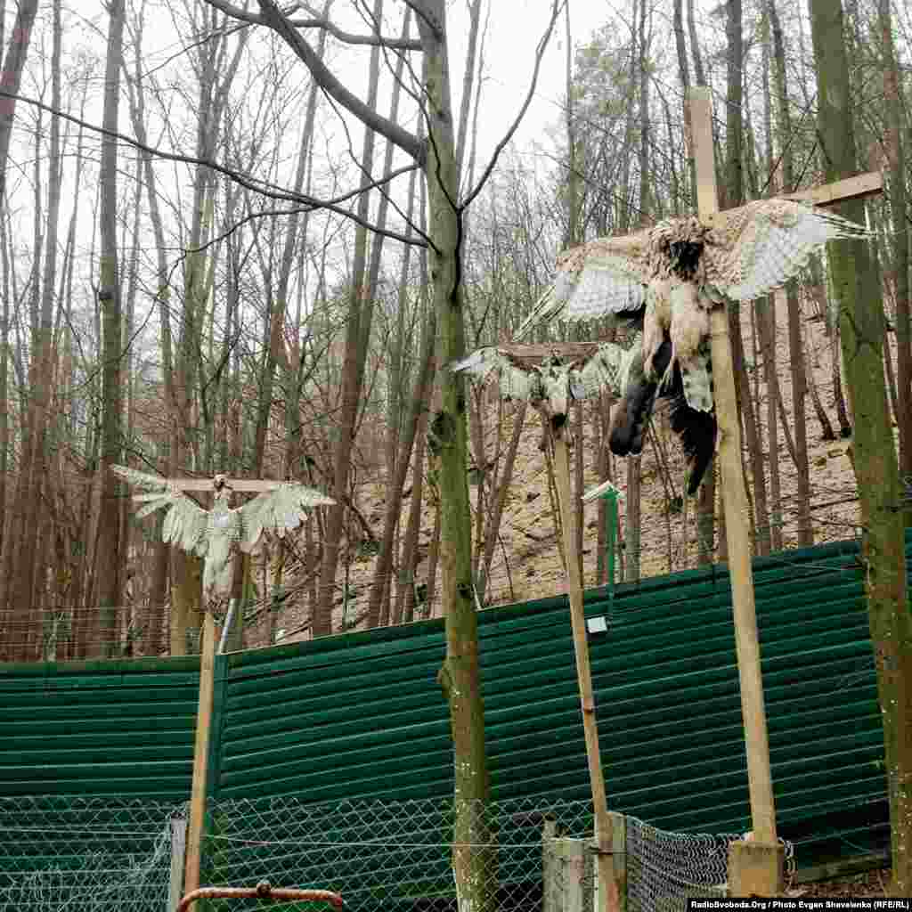 Розіп’яті на хрестах птахи, що були виявлені на території резиденції Межигір’я. 22 лютого 2014 року