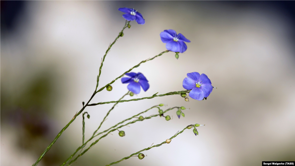 Цветы льна на Джангульском оползневом побережье.  Побережье Джангуля представляет собой полосу хаотически нагроможденных глыб известняка. От пустынных степных участков они спускаются к морю ступенями, образованными оползневыми процессами