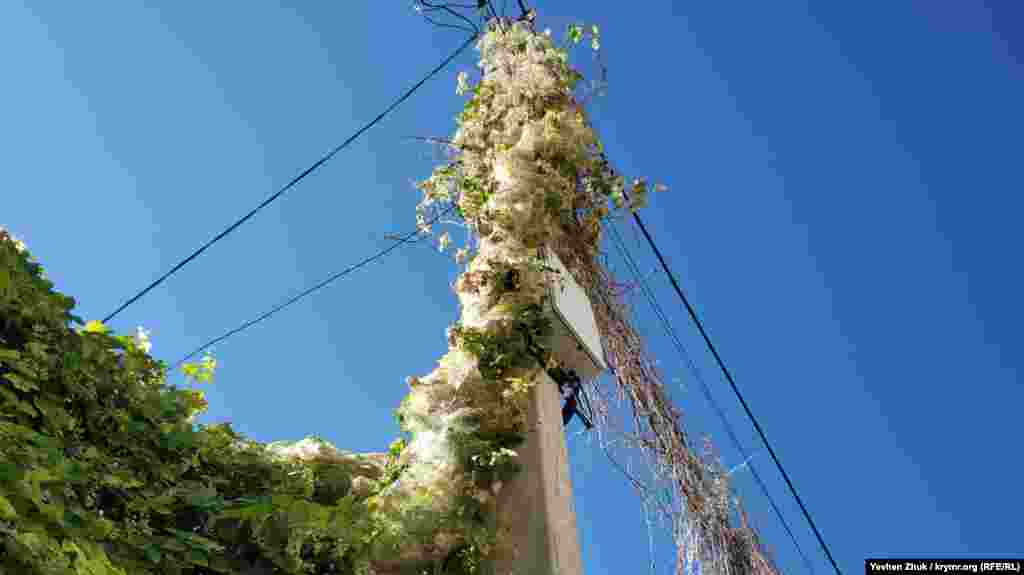 Карантинный вредитель – американская белая бабочка – поедает растение