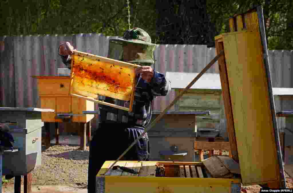 Василий проверяет один из своих 21 ульев. Однажды бывшие владельцы, которые сейчас живут в Крыму, вернулись проведать их старый дом. «Они постучали в дверь ... не было никаких проблем, наоборот, они были счастливы, что я вселился». Без него, Василий говорит, дом теперь был бы в руинах