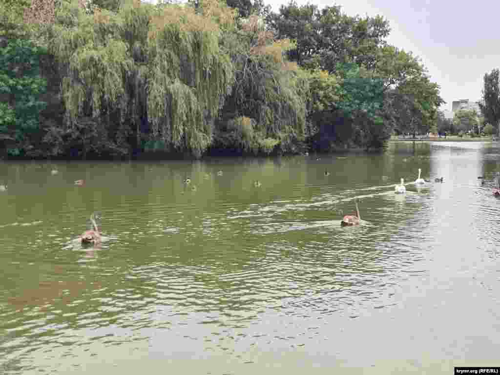 Семья лебедей на пруду в Гагаринском парке Симферополя