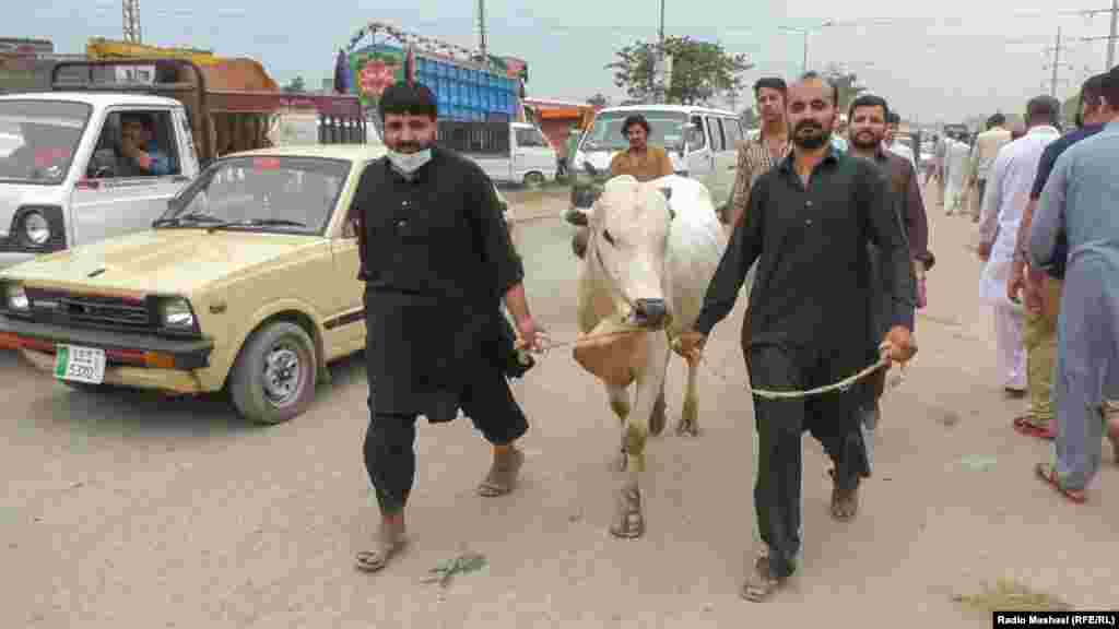 Чоловіки з жертовною коровою перед святом Ід аль-Адха в Ісламабаді