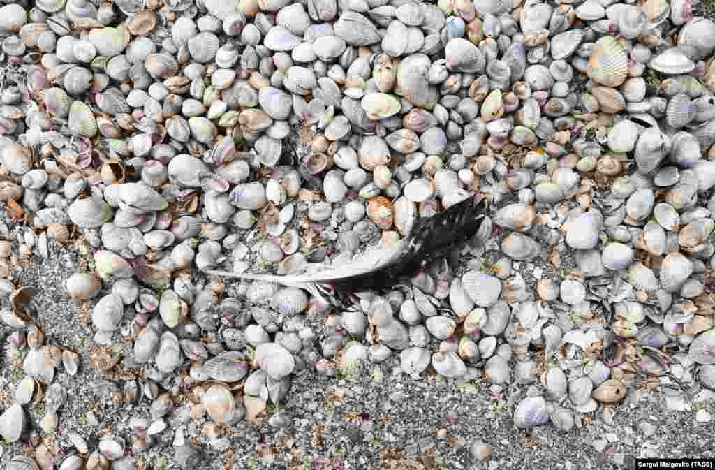 Гавриленко сообщил, что с Херсонской стороны на Арабатской стрелке, в центральном Сиваше и дальше к Каланчакскому заливу, «к счастью, ситуация нормальная, очагов гибели птиц не обнаружено»