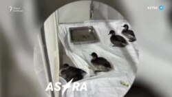 Разливы нефти под Новороссийском и в Кольском заливе Разливы нефти под Новороссийском и в Кольском заливе