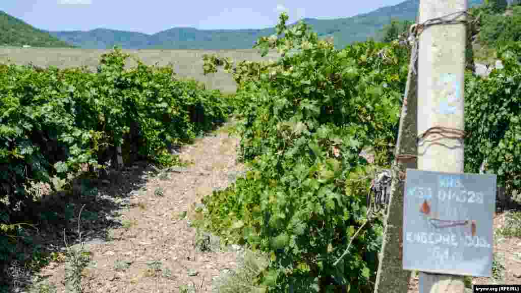 Перед плотиной, на левом берегу Улу-Узень, набирают сахар солнечные ягоды винного каберне-совиньон местного винзавода «Алушта». Долгое время неприхотливый и устойчивый сорт был самым распространенным и культивируемым в мире, пока в 1990 годах не появился сорт мерло