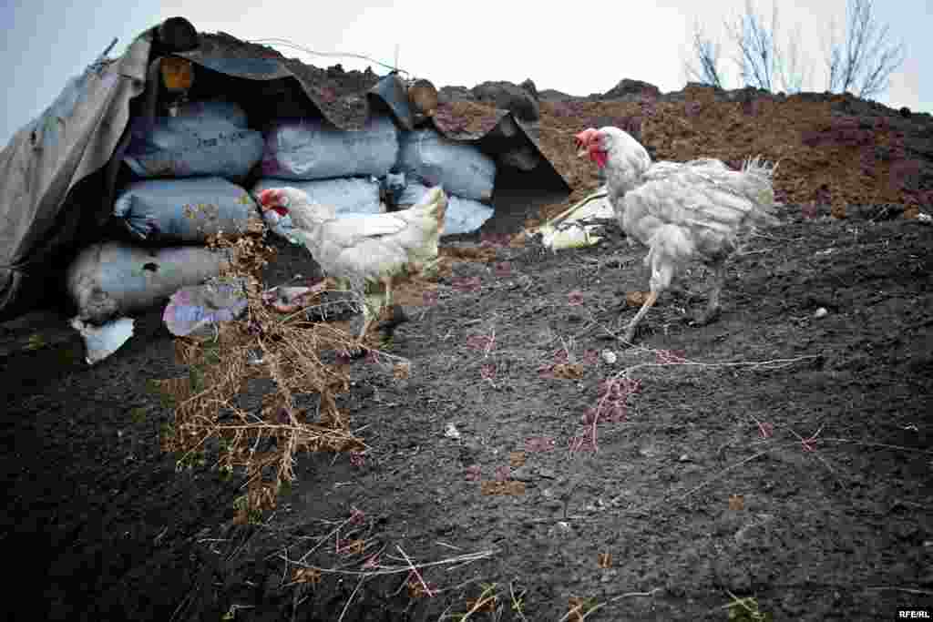 Курчата бігають поблизу укріплень. Птахи живуть у саморобних хатинках, які їм зробили солдати