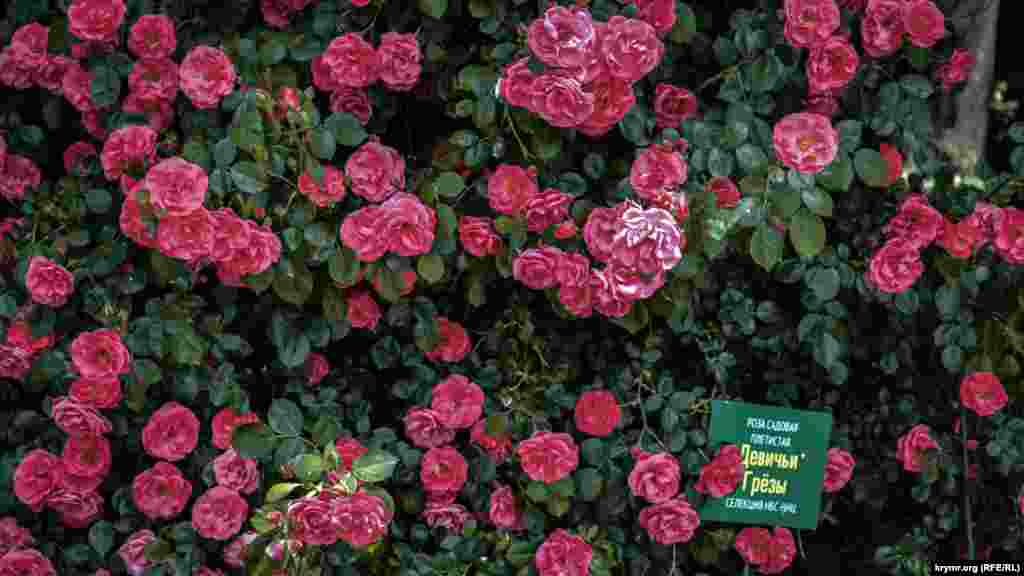 Плетистые высококустовые «Девичьи грезы»