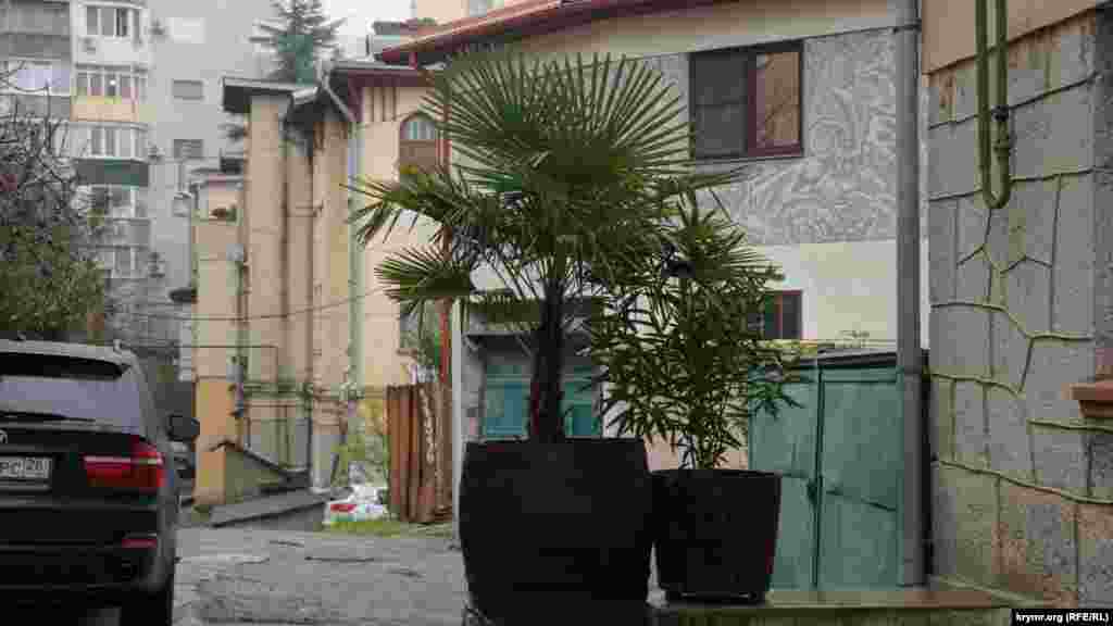 Субтропические растения в винной бочке во дворе многоквартирного дома на улице Винодела Егорова. Улица названа в честь Александра Егорова – знаменитого винодела предприятия «Массандра», создателя многих вин, в том числе одного из лучших – «Мускат белый Красного камня». Он принял непосредственное участие в разработке таких известных марочных вин, как «Мускат белый Южнобережный», «Портвейн белый Сурож», «Херес Массандра», «Портвейн белый Крымский» и многих других наименований