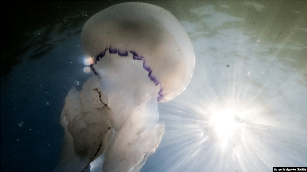 «Это желеобразный, холодный, отвратительный контакт. Плюс еще они жалятся, но надо отдать им должное, они не специально жалятся. Просто когда вы толкаете их руками, они выбрасывают свою жидкость, она очень жалит и следы остаются», – так описывает свою встречу с медузами одна из отдыхающих 