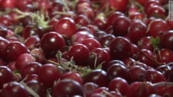 Выжить на дикоросах Выжить на дикоросах