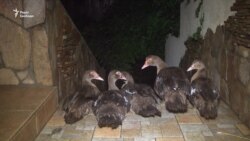 Інфраструктура в Одесі – як в Африці в середині 20-го століття – Саакашвілі (відео) Інфраструктура в Одесі – як в Африці в середині 20-го століття – Саакашвілі (відео)