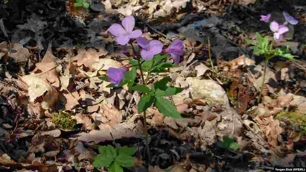 В дубовом лесу расцвела зубянка пятилистная, которую также называют сердечником пятилистным. Это лекарственное растение 