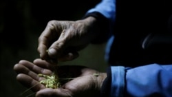 Eksperiment u najsušoj pustinji na svijetu: Uzgoj salate s pomoću magle Eksperiment u najsušoj pustinji na svijetu: Uzgoj salate s pomoću magle