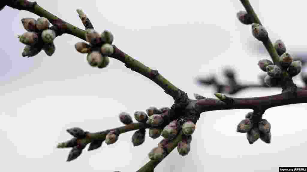 Если теплая погода продлится, к концу недели зацветет дикий миндаль  