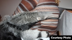 Муравьед Мурашка. Фото Калининградского зоопарка