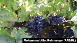 کروندګر وايي پښتونخوا ته زیات انګور له افغانستان څخه ورځي