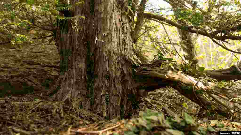 Толщина его ствола у основания составляет около 70 сантиметров 