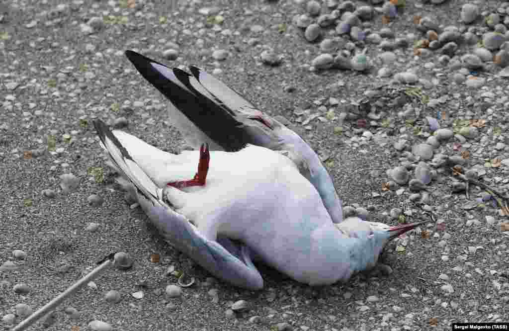 Директор биосферного заповедника «Аскания-Нова» Виктор Гавриленко не исключает что массовый падеж птицы продолжался довольно длительное время и мог быть вызван именно болезнью