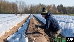 Як марди кишоварз дар шарқи Фаронса. 2 апрел, 2020.