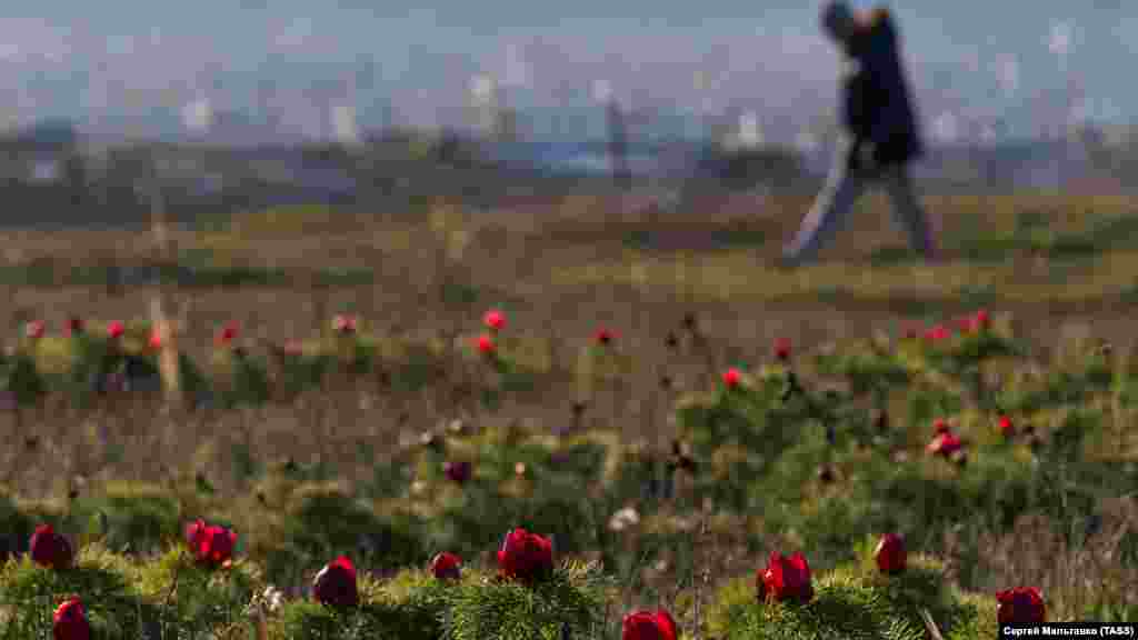 Дикие пионы можно встретить в окрестностях Белогорска, в Байдарской долине, на Ай-Петри и около Змеиной пещеры возле села Левадки (Симферопольский район)