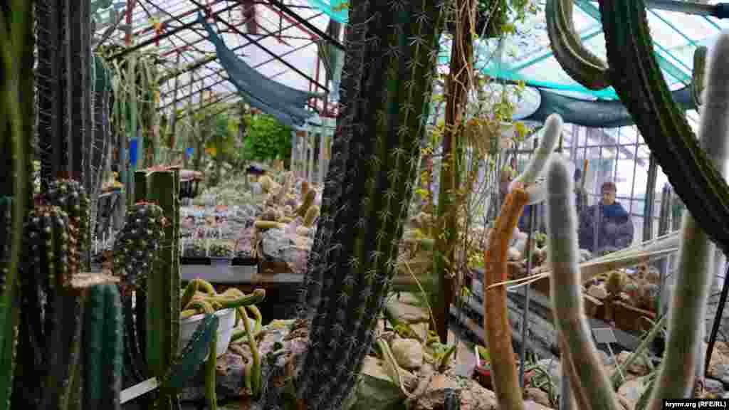 Кактусовая оранжерея, в которой собрано  более тысячи разновидностей суккулентных растений