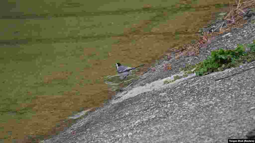 Белая трясогузка мочит лапки 