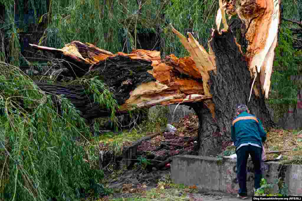 Даже растущие десятки лет деревья не выдержали непогоды 