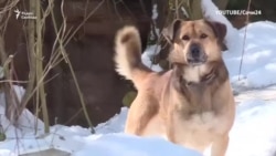 Госдума меняет закон об обращении с бездомными животными
 Госдума меняет закон об обращении с бездомными животными