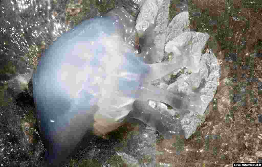 Для медуз пребывание на суше смертельно – они начинают умирать, как только оказываются на берегу, однако все еще могут жалить людей, если к ним притронуться