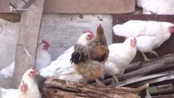 Два года «держится» без денег. Крымчанка после встречи с Медведевым (видео) Два года «держится» без денег. Крымчанка после встречи с Медведевым (видео)