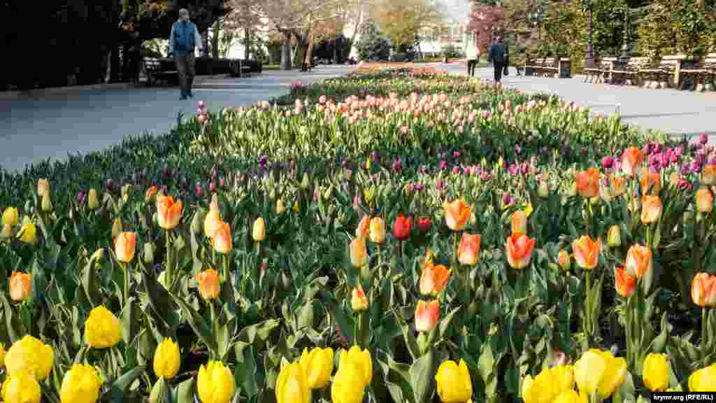Цветочные «поля» украсили Приморский бульвар, набережную моря и зеленые зоны вдоль дорог