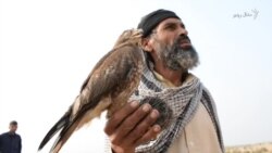 د ناامنیو له وجې قبایلو ته کم مارغان ورځي