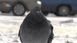 Херсонська область потерпає від ожеледиці Херсонська область потерпає від ожеледиці